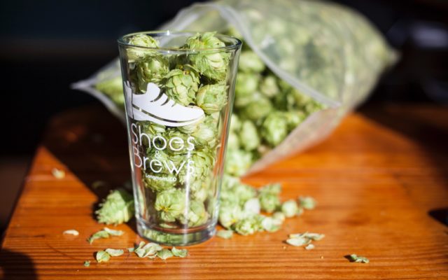 Whole hops in pint glass